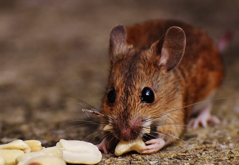 Ratón de campo en el jardín