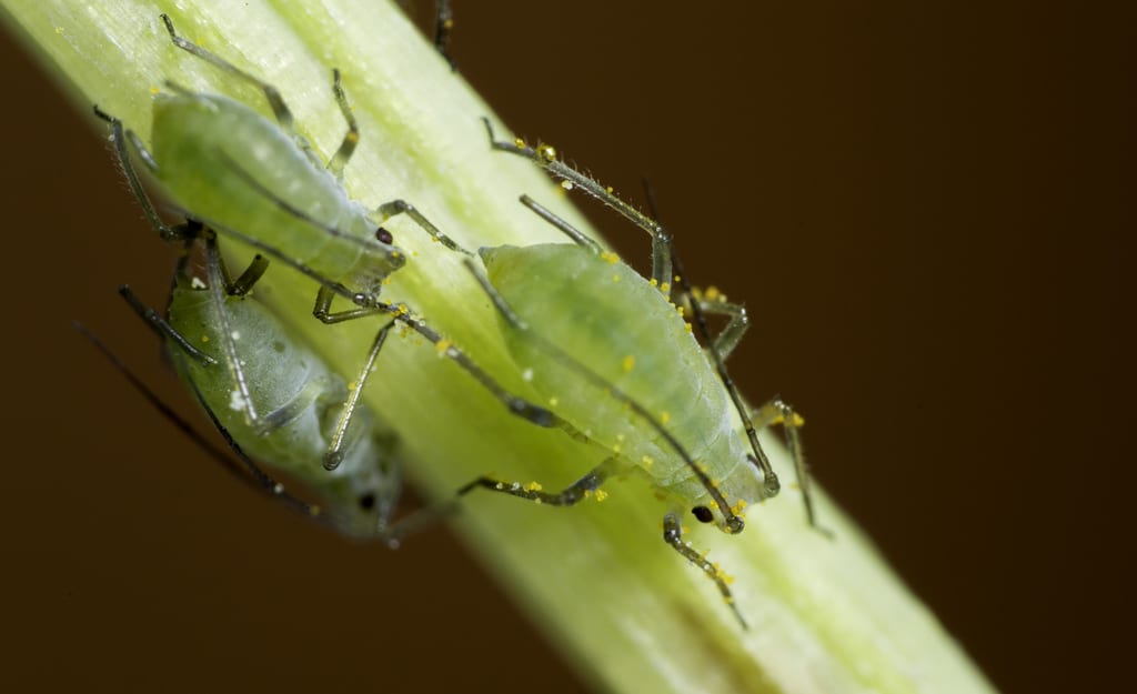 Pulgón en plantas de interior: identificarlo y acabar con él