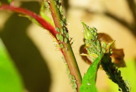 Colonia de pulgones sobre un brote de rosal