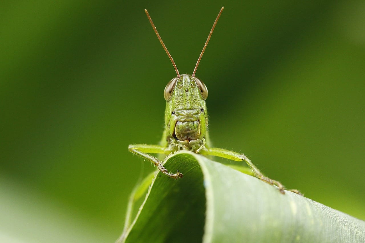 Langostas y saltamontes en las plantas: control eficaz