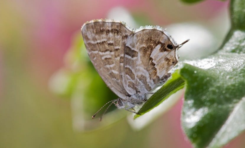 Mariposa del geranio: cómo detectarla y eliminarla
