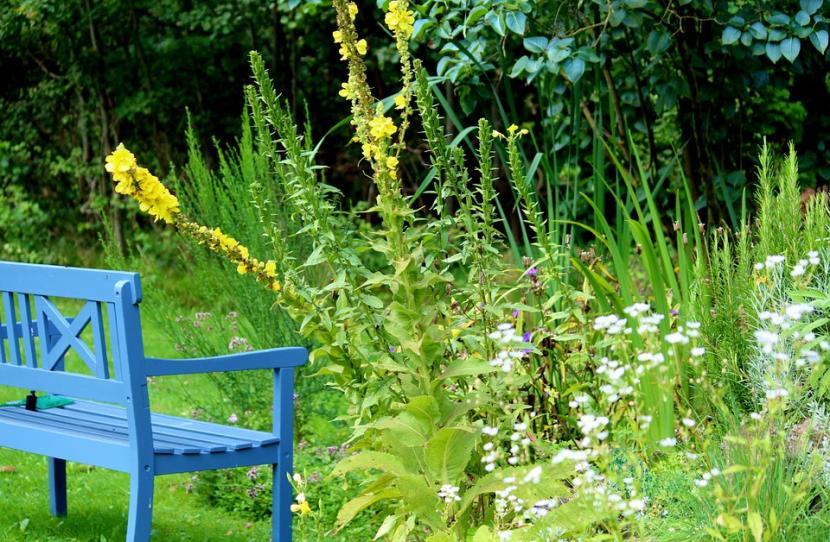 Jardín soleado con césped corto y arbustos aclarados