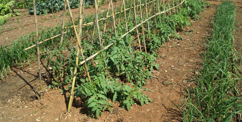 Huerto de tomates protegido de caracoles y babosas