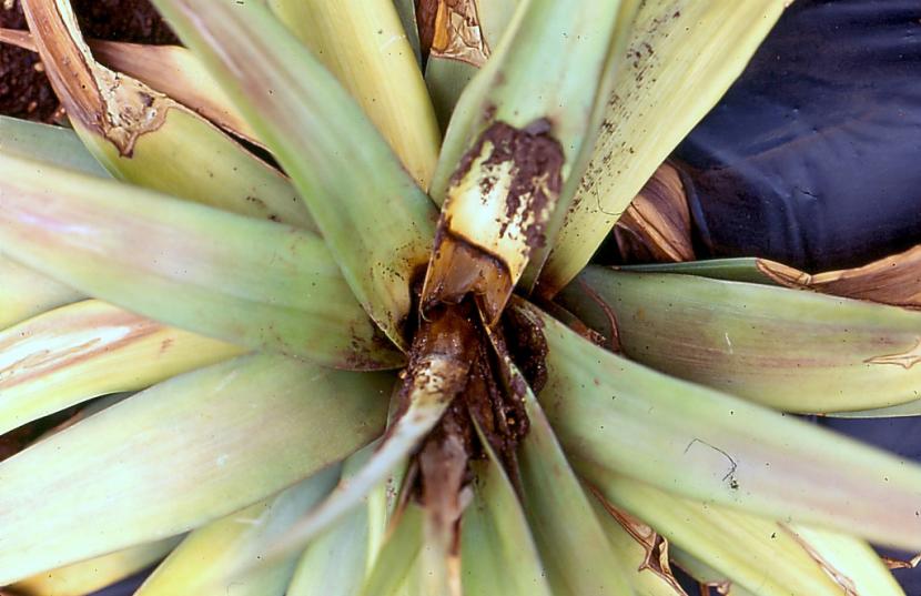 Cómo eliminar los hongos de las plantas de interior