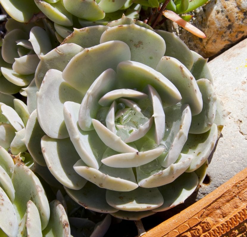 Echeveria elegans, una suculenta muy sensible al exceso de humedad en el sustrato