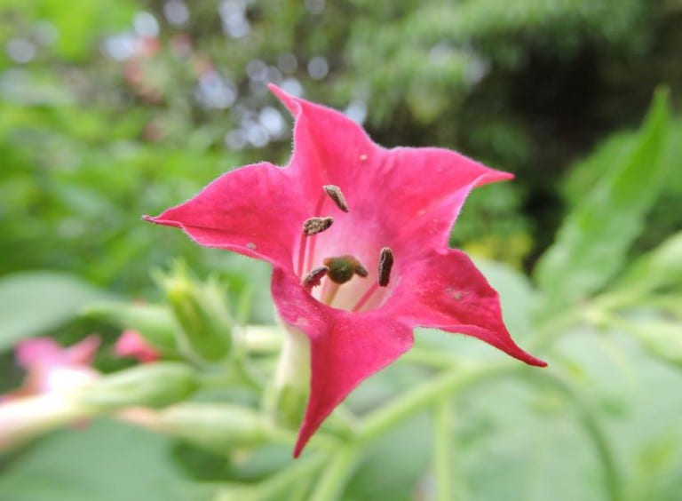 Flor de Nicotiana
