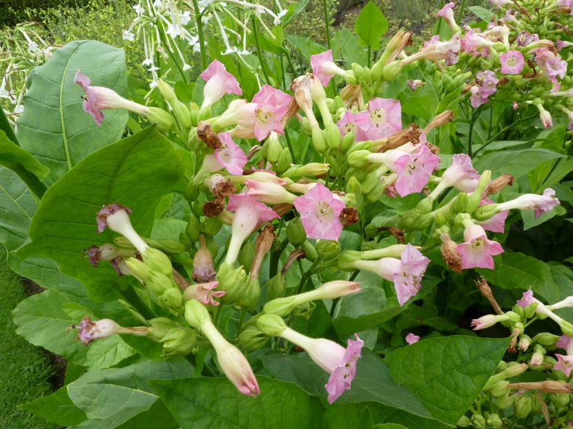 Planta de tabaco, Nicotiana tabacum