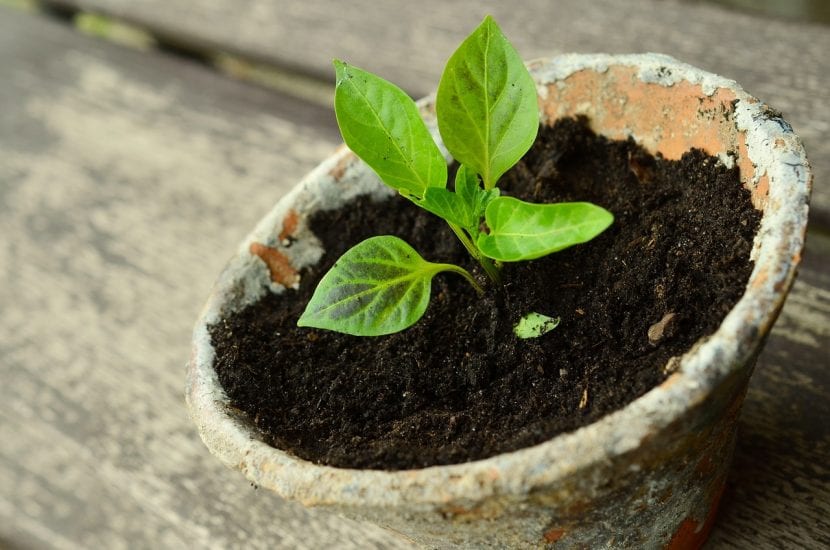 Planta joven en la que conviene actuar de forma preventiva