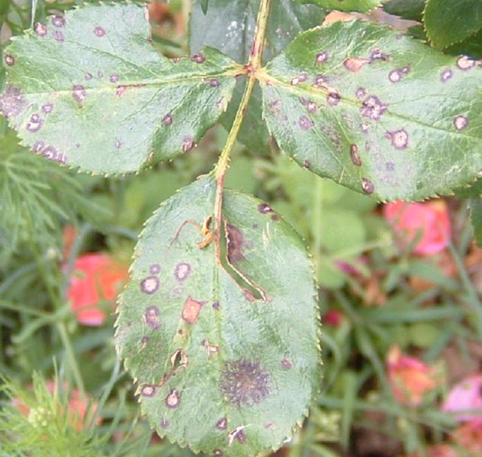 Hojas de rosal afectadas por hongos