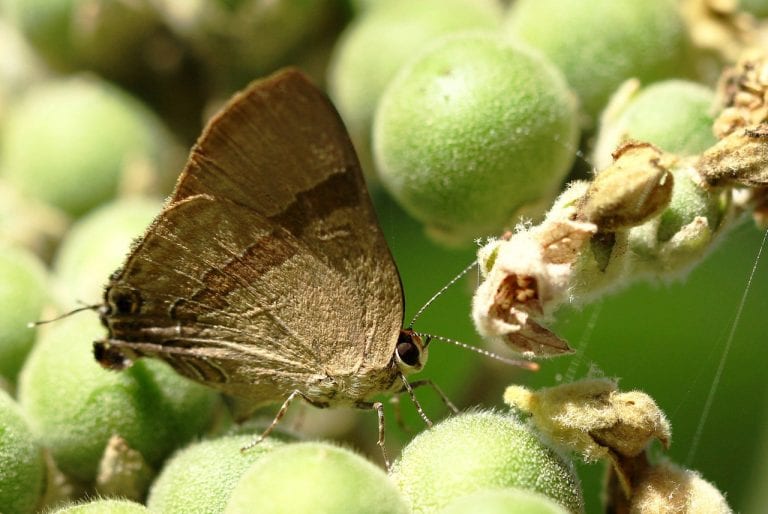Polilla adulta posada sobre una superficie clara