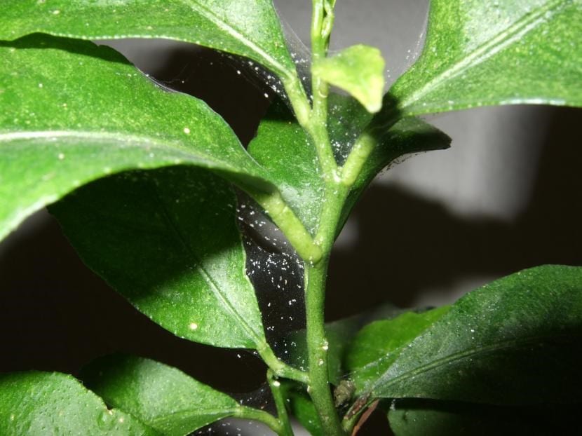 Araña roja: cómo reconocerla y combatirla con eficacia