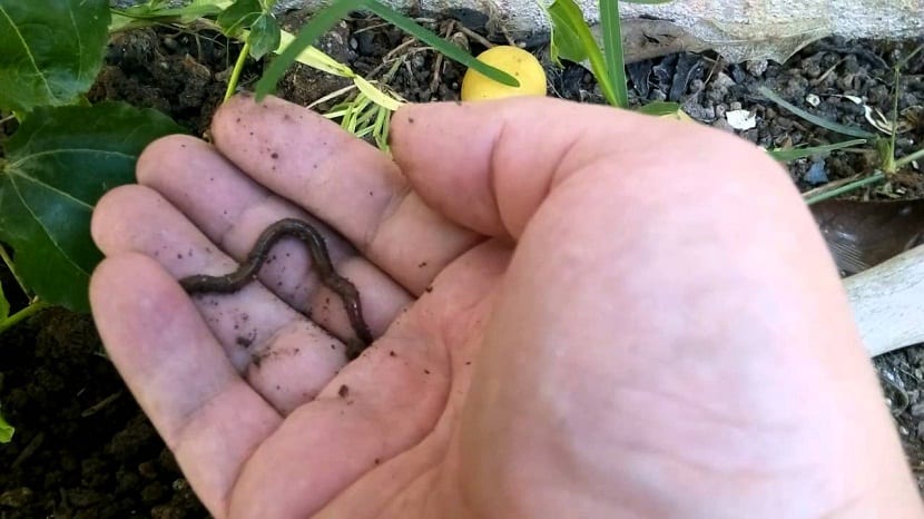 Lombriz de tierra sobre la mano, fauna beneficiosa del suelo