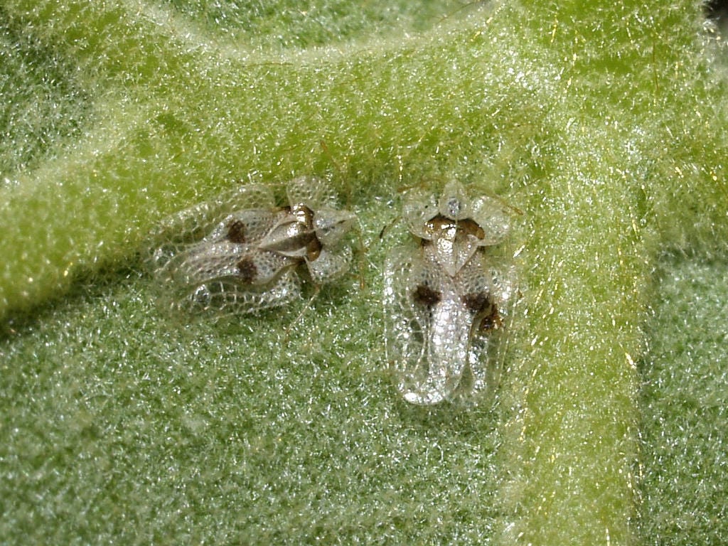 Corythucha ciliata: daños en el plátano y control eficaz