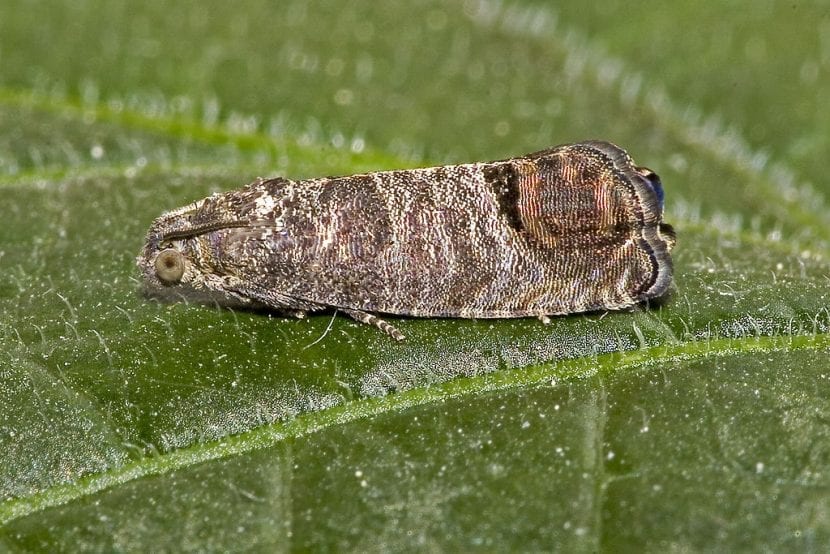 Adulto de Cydia pomonella, la polilla del manzano