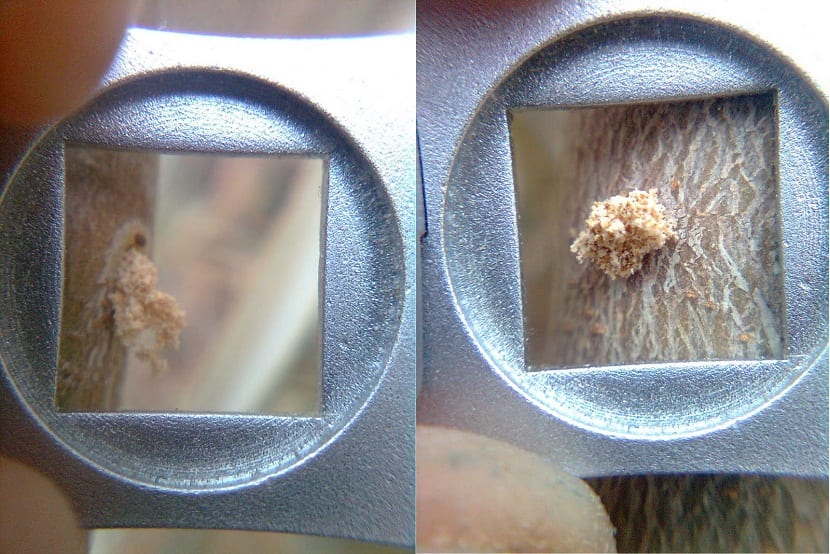 Daños de barrenillo en la madera de un olivo