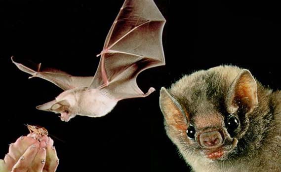 Guano de murciélago: composición, dosis y uso seguro