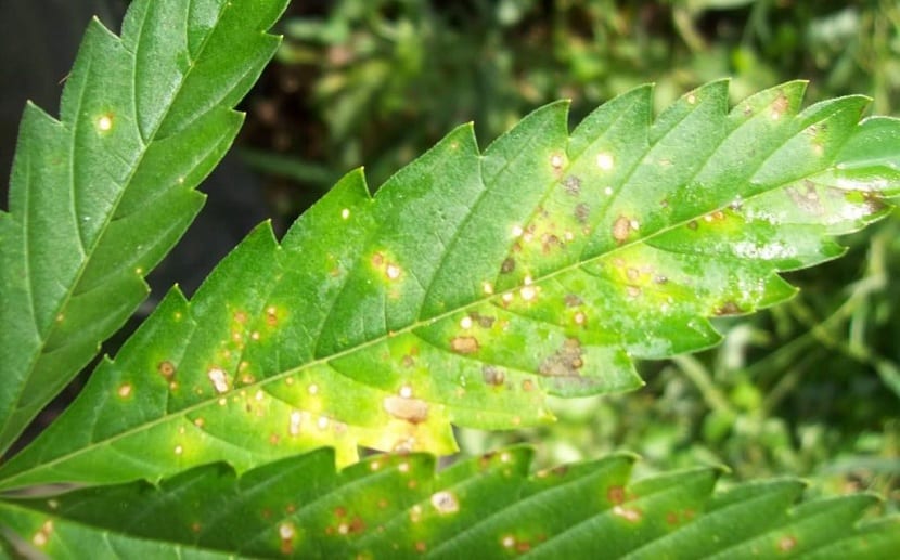 Síntomas de enfermedad bacteriana en las hojas de una planta
