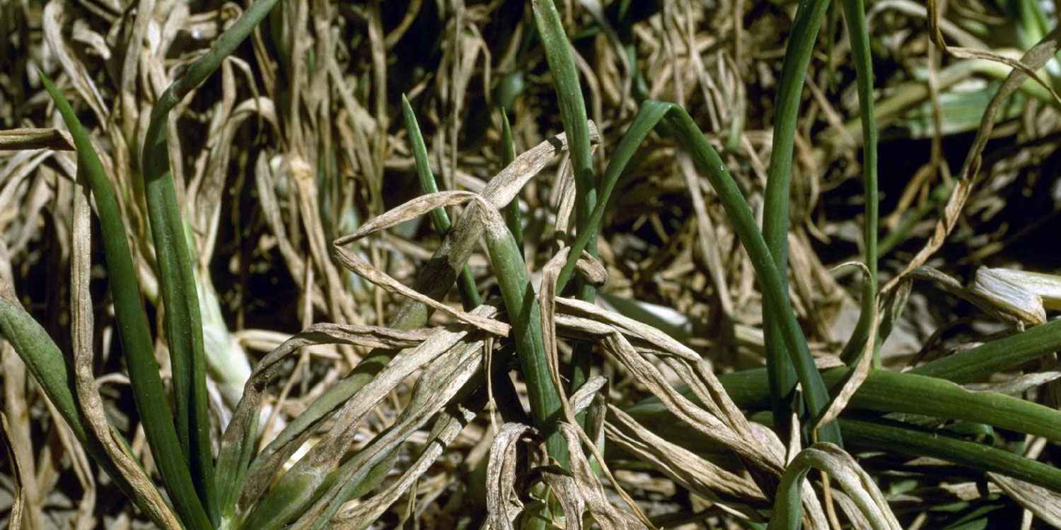 Enfermedades de la cebolla: síntomas, causas y tratamiento