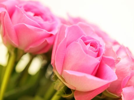 Hojas de rosal con síntomas de enfermedad