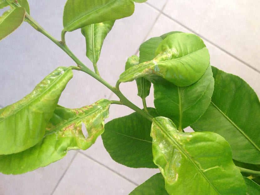 Galerías del minador de los cítricos en una hoja de limonero