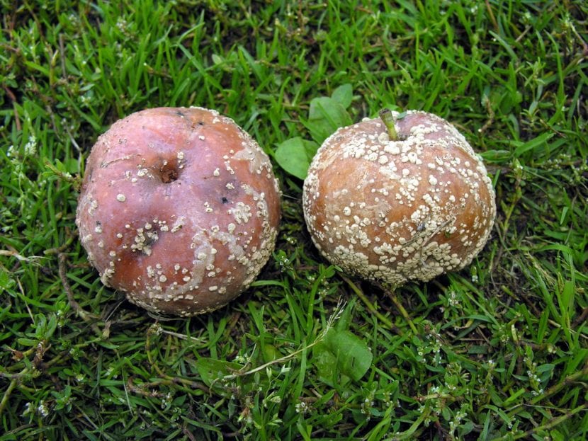 Fruto afectado por monilia con anillos de esporas