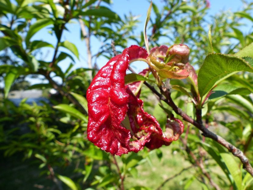 Hojas de melocotonero deformadas y engrosadas por la abolladura