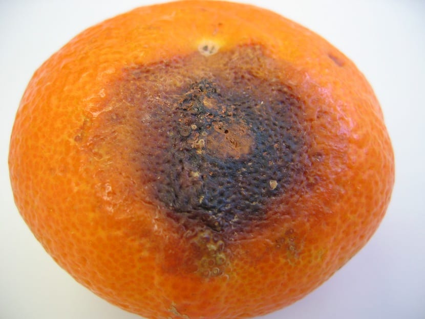 Hojas y frutos de cítrico con lesiones de antracnosis