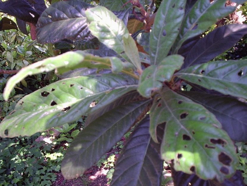 Hojas de níspero con manchas oscuras causadas por hongos