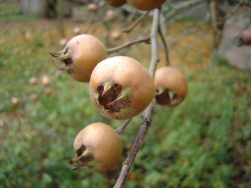 Frutos de níspero dañados en el árbol