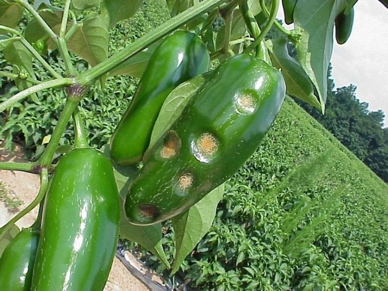 Planta de pimiento con síntomas de enfermedad