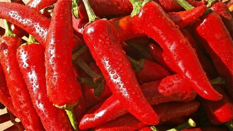 Pimientos rojos sanos en la planta