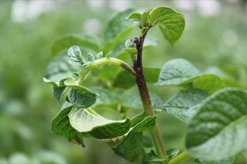 Negrón o alternariosis en hojas de patata