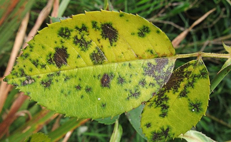Hojas de rosal con manchas oscuras de marssonina
