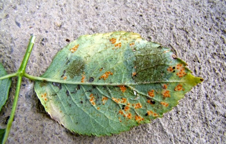 Envés de hoja de rosal con pústulas anaranjadas de roya