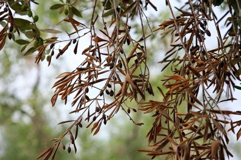 Ramas de olivo secas por enfermedad