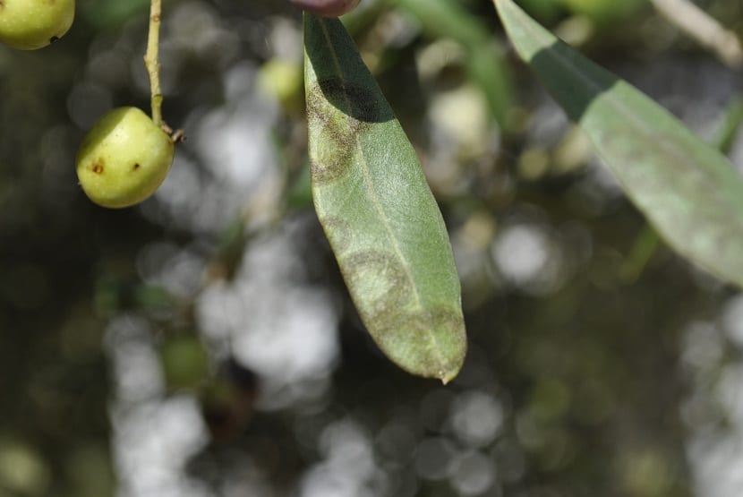 Hojas de olivo con manchas de repilo