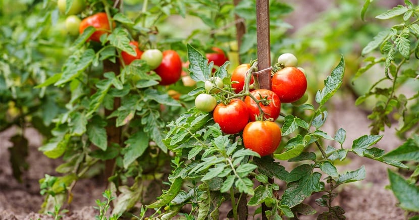 Plagas y enfermedades del tomate: diagnóstico y control