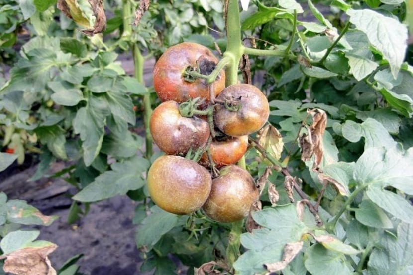 Mildiu en hojas de tomate