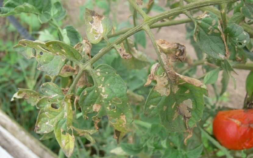 Enfermedades y virus del tomate: guía de diagnóstico