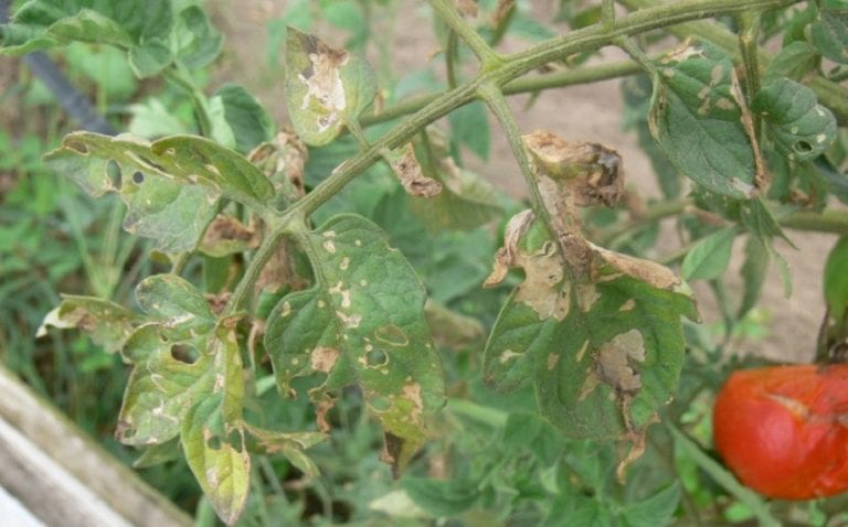 Hojas de tomate con síntomas de enfermedad fúngica