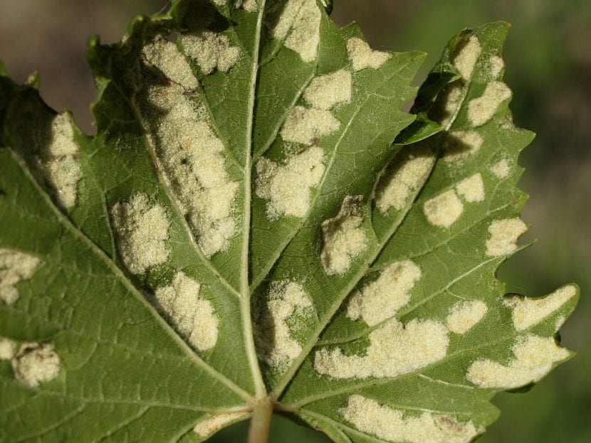 Hoja de vid con ampollas y erineo característicos de la erinosis