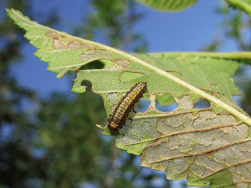 Larva del escarabajo del olmo alimentándose en el envés de una hoja