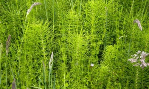 Cola de caballo, Equisetum arvense, planta rica en sílice usada como fungicida preventivo
