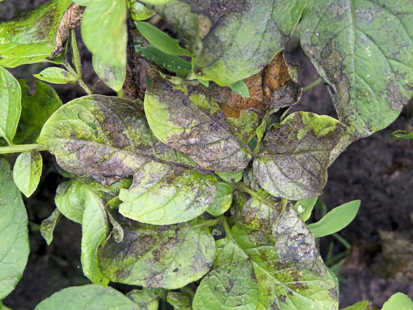 Planta afectada por Phytophthora infestans