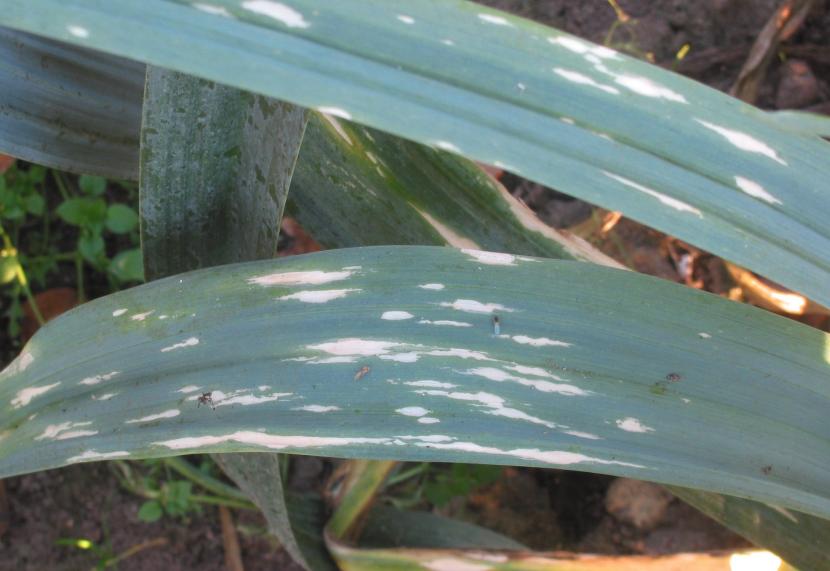 Colonia de Phytophthora, oomiceto causante de la fitóftora