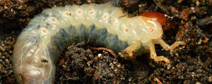 Larva de gallina ciega en el suelo, en su típica postura curvada en C