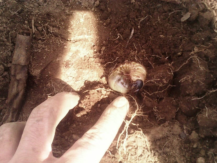 Aplicación de tratamiento contra la gallina ciega en el suelo del jardín