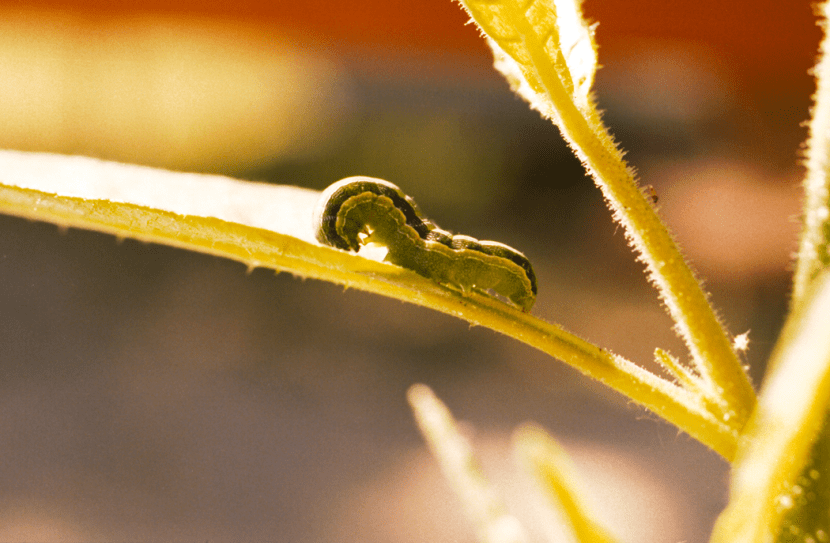 Adulto de Spodoptera exigua, la polilla responsable de la gardama