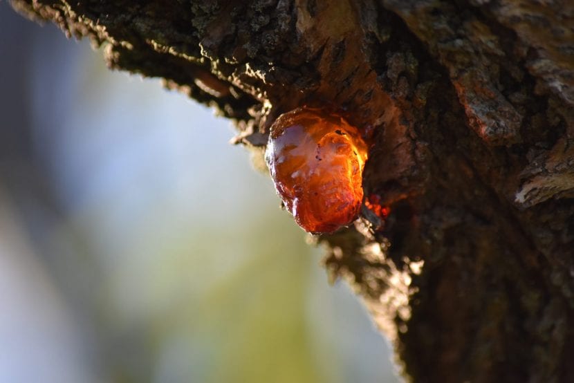 Gomosis en el tronco de un almendro