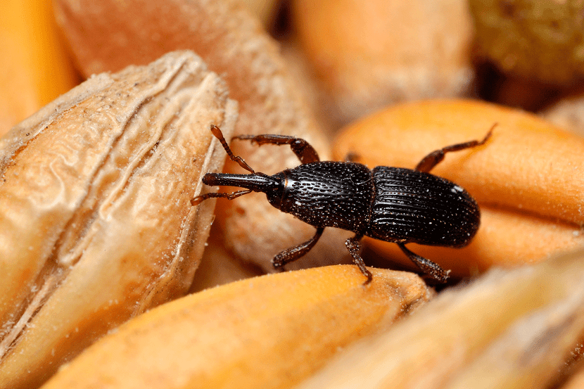 Gorgojo: cómo identificarlo y eliminarlo del grano y del jardín